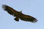 Vautour fauve Vautour fauve